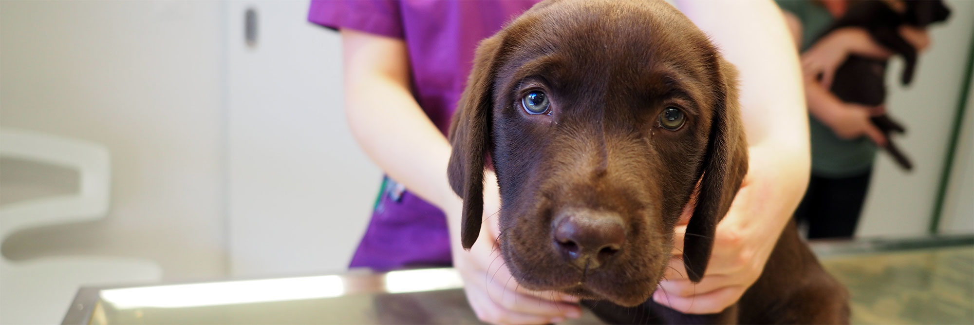 tierarztpraxis emmevet ag hund