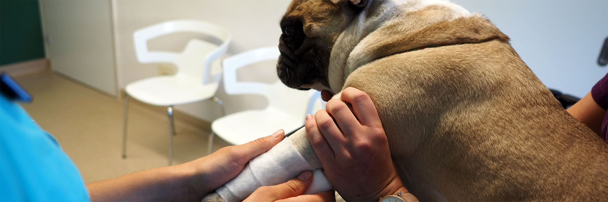 tierarztpraxis emmevet ag hund verband